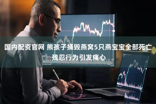 国内配资官网 熊孩子捅毁燕窝5只燕宝宝全部死亡 残忍行为引发痛心